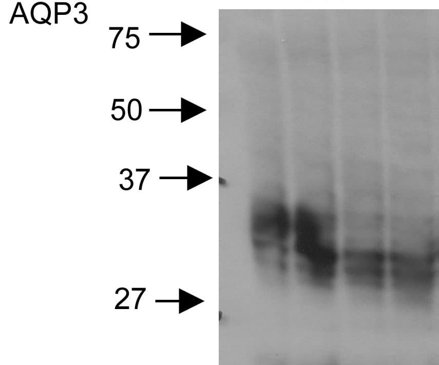AQP3 / Aquaporin 3 Antibody (aa268-292, PerCP)