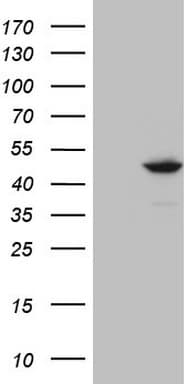 IDO2 / INDOL1 Antibody (clone OTI11B2)