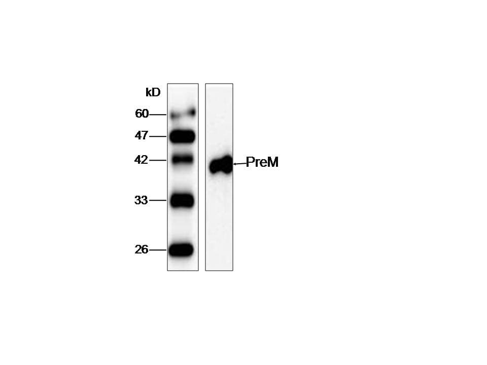WNV E Antibody (aa1-135)