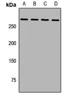 Polyclonal Rabbit anti-Human STAB2 / HARE Antibody (WB)