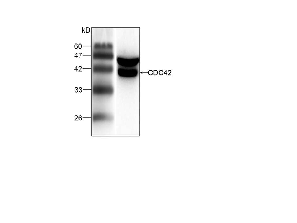 CDC42 Antibody
