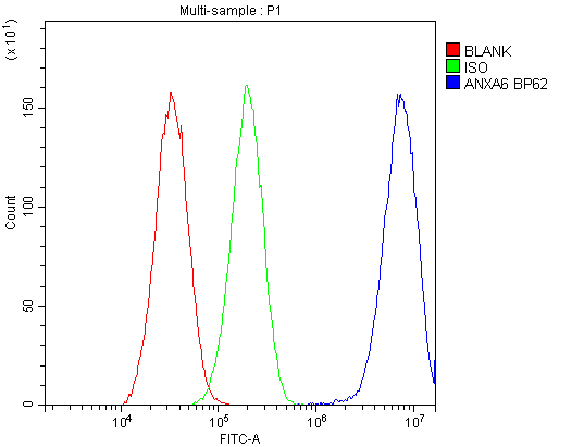 Polyclonal Rabbit anti-Human ANXA6/Annexin A6/Annexin VI Antibody (IHC, WB)
