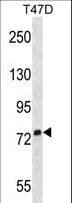 SIGLEC5 / CD170 Antibody (aa8-39)
