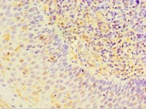 STRN / Striatin Antibody (aa581-780)