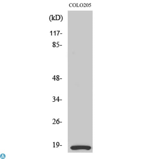 MRLC2 / MYL12B Antibody