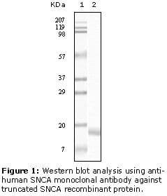 SNCA / Alpha-Synuclein Antibody (clone 2B2D1, 2B2A11)