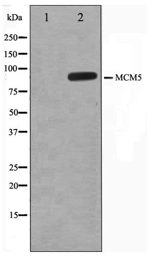 MCM5 Antibody
