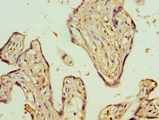ADSS Antibody (aa1-280)