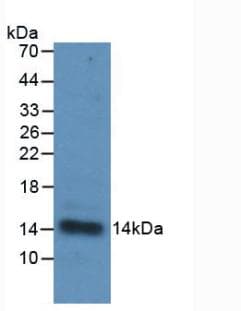 IL-33 Antibody (APC)