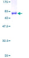 Human NFE2 / p45 Protein (Recombinant GST)