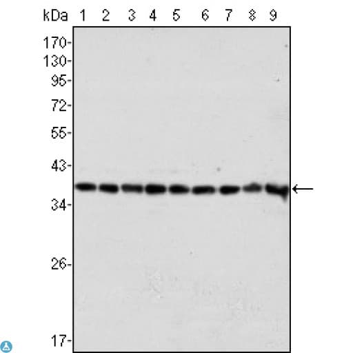 GAPDH Antibody