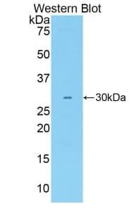 ALCAM / CD166 Antibody (aa225-478)