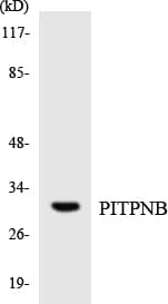 PITPNB Antibody (aa215-264)