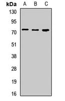 LSR / LISCH7 Antibody