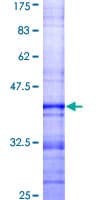 Human FCMR / FAIM3 Protein (Recombinant GST)