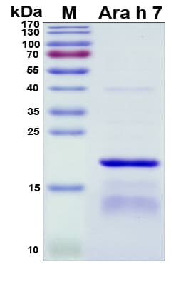 Peanut Ara h 7 Protein (Recombinant His, N-Terminal)