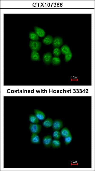 MBNL3 Antibody (aa1-297)
