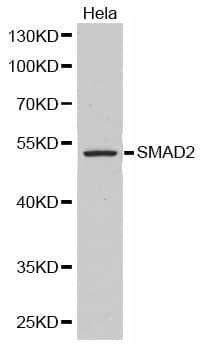 SMAD2 Antibody