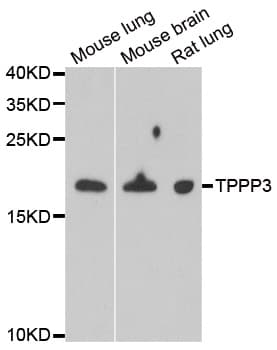 Polyclonal Rabbit anti-Human TPPP3 Antibody (IHC, WB)