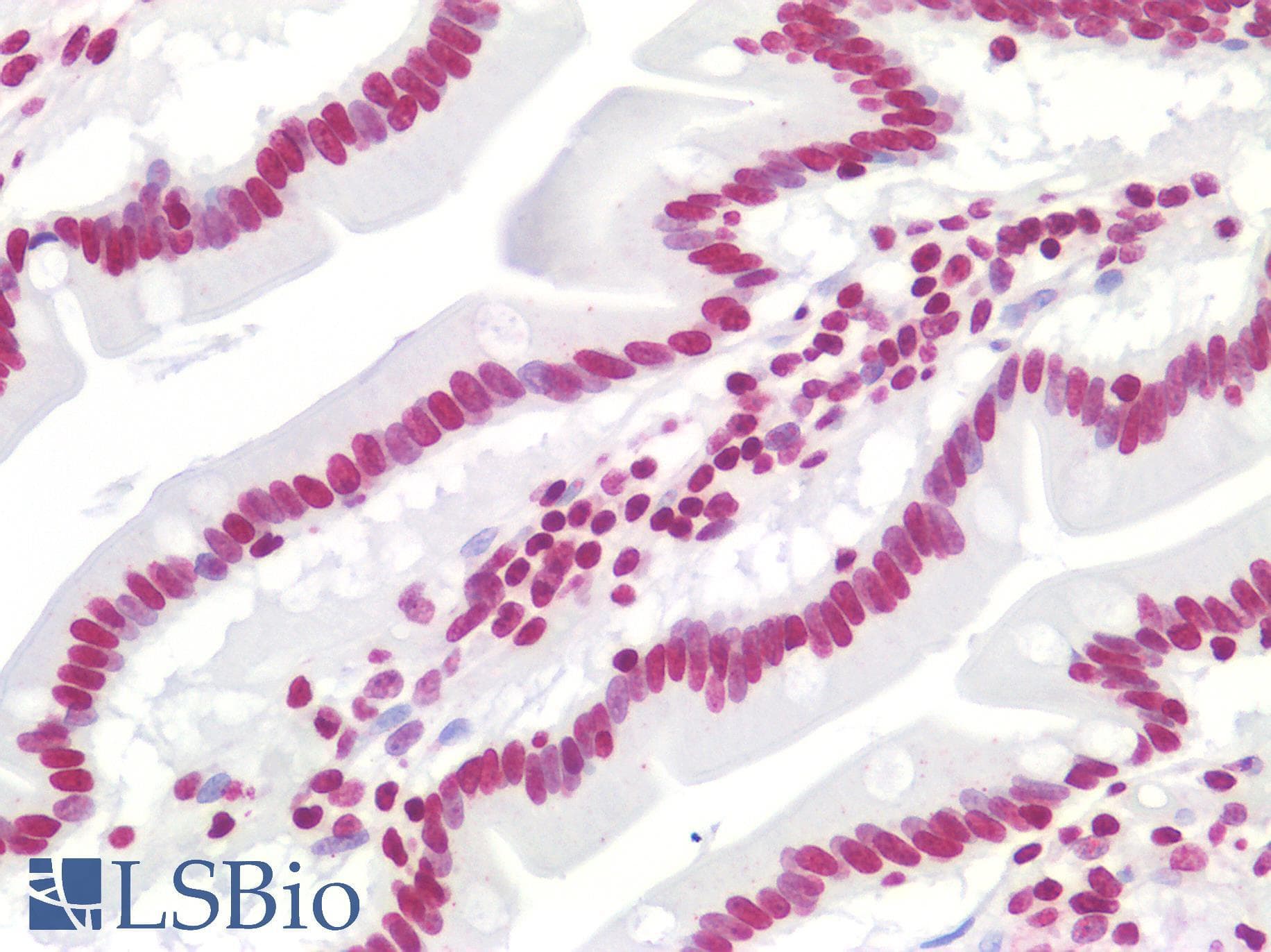 IHC-plus™ NFE2 / p45 Antibody
