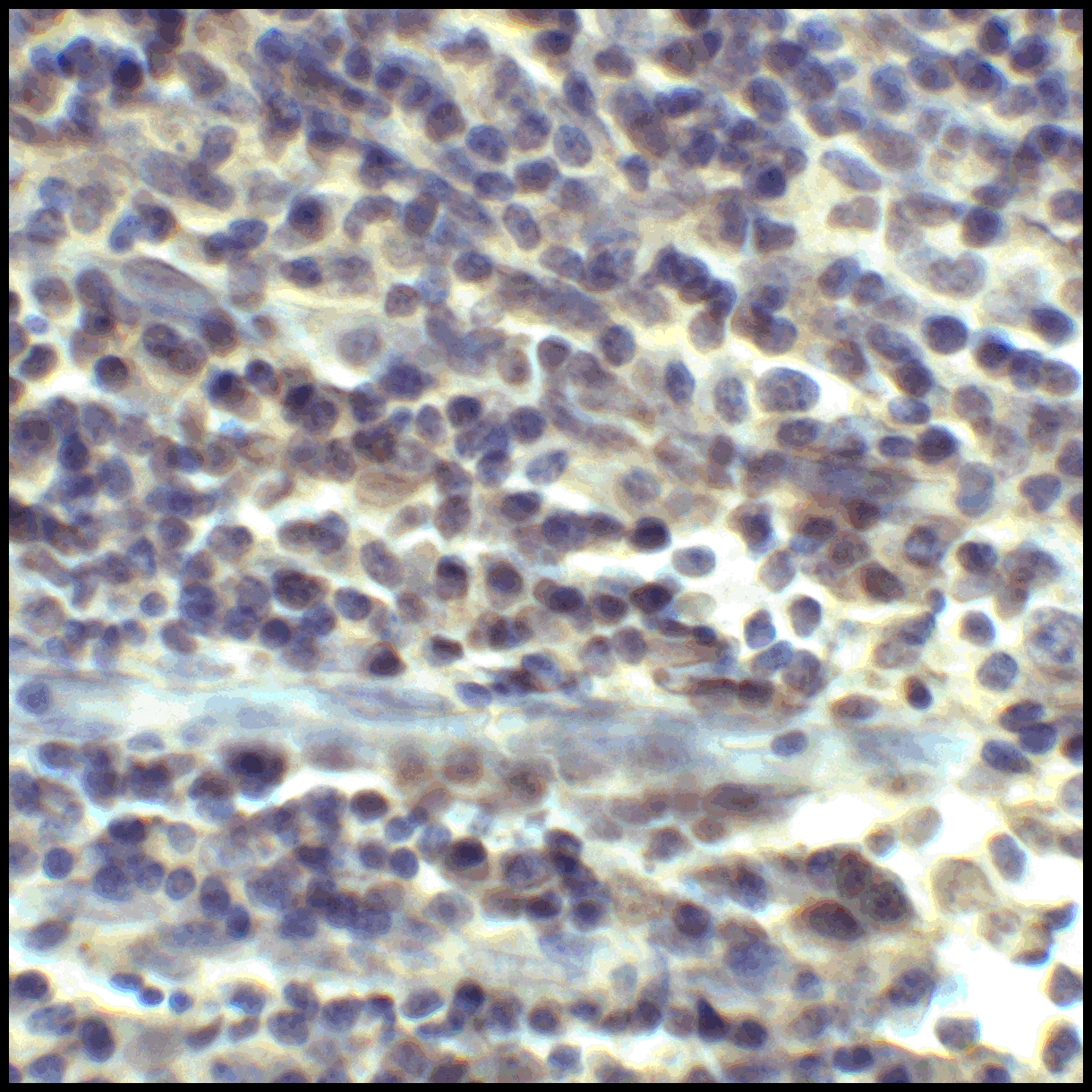 CD80 Antibody (clone 12D9)
