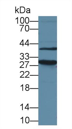 Polyclonal Rabbit anti-Mouse HMG1 / HMGB1 Antibody (Biotin, aa1-215, WB)