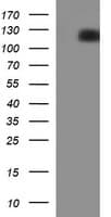 IHC-plus™ CD22 Antibody (clone 1B1)