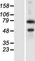ZKSCAN3 / ZNF306 Protein (Over-Expression Lysate Myc-DDK (Flag))