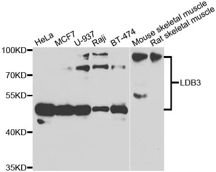 LDB3 / ZASP Antibody