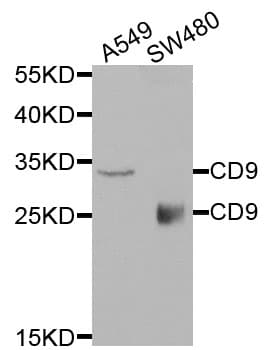 Polyclonal Rabbit anti-Human CD9 Antibody (IHC, WB)