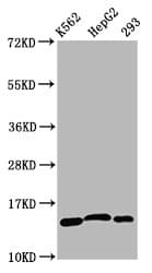 HIST1H2BN Antibody