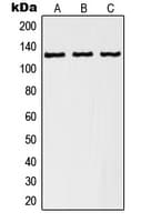 RANBP6 Antibody (Internal)