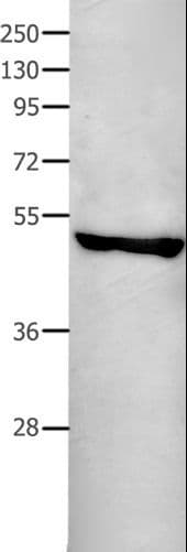 CD95 / FAS Antibody