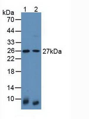 Latexin / MUM Antibody (aa1-223, APC)