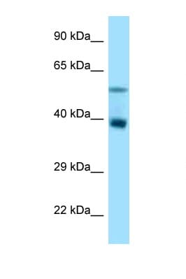 TRIM7 Antibody (aa52-101)