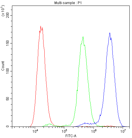Polyclonal Rabbit anti-Human NFATC1 / NFAT2 Antibody (IHC, WB)