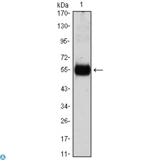 IFI27 / p27 Antibody
