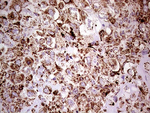 Monoclonal Mouse anti-Human SHMT / SHMT2 Antibody (clone OTI1E12, Carrier-free, IHC, WB)
