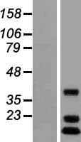 C12orf65 Protein (Over-Expression Lysate Myc-DDK (Flag))