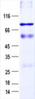 Human ZCCHC7 Protein (Recombinant His, N-Terminal)