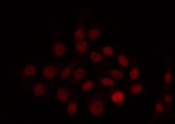 SIX6 Antibody