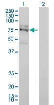 Monoclonal Mouse anti-Human FXR1 Antibody (clone 2G11, IHC, WB)