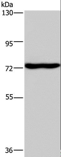 KCND1 / Kv4.1 Antibody