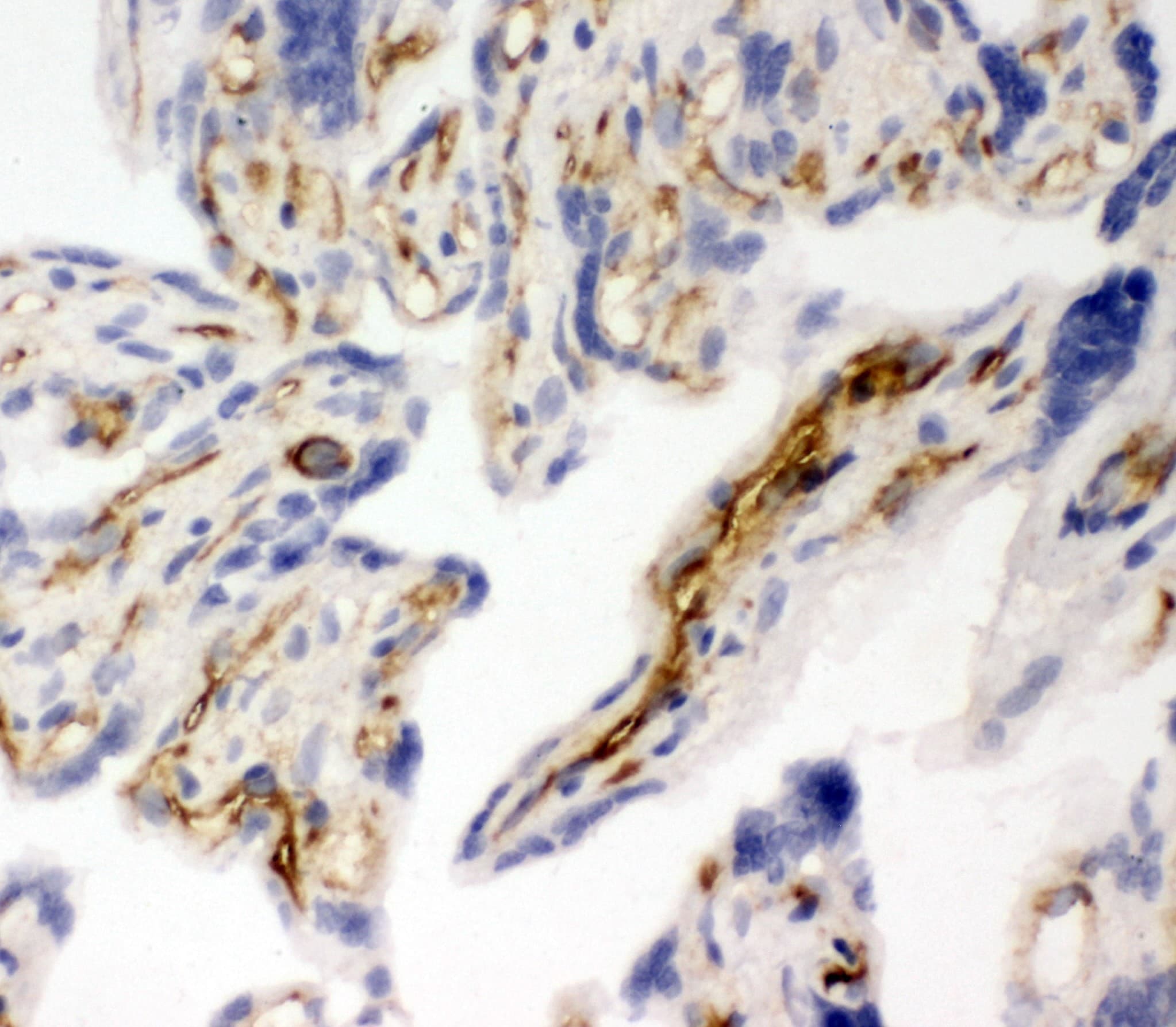 PECAM-1 / CD31 Antibody (aa717-732)