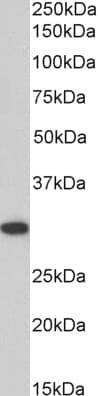 IHC-plus™ Polyclonal Goat anti-Human ANP32B Antibody (aa239-251, IHC, WB)