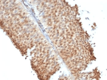 ESR2 / ER Beta Antibody (C-Terminus, clone ERb455, Ready-to-Use)