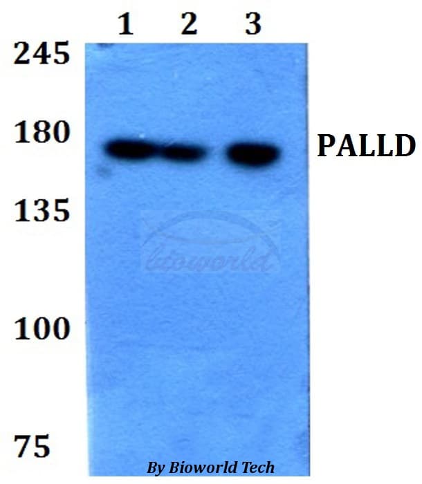 PALLD / Palladin Antibody