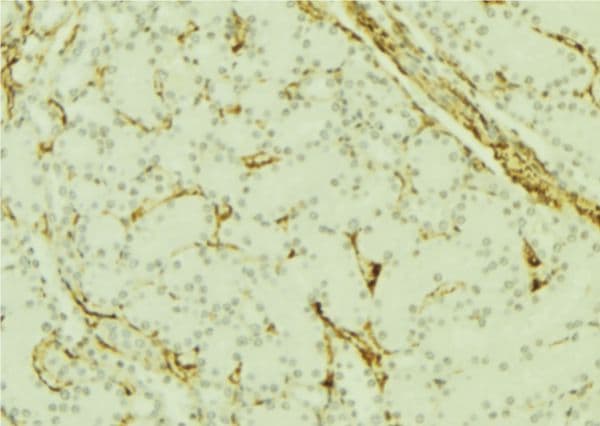 PGRMC1 / MPR Antibody