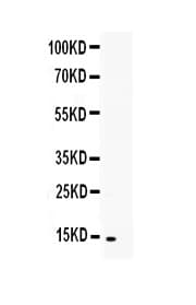 Polyclonal Rabbit anti-Human TNFSF18 / GITRL Antibody (IHC, WB)