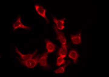 OR5F1 Antibody